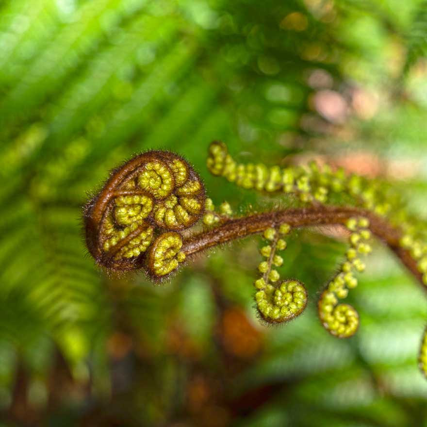 nz-fern1
